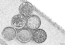 काली मिर्च मुद्रणयोग्य रङ पृष्ठहरू